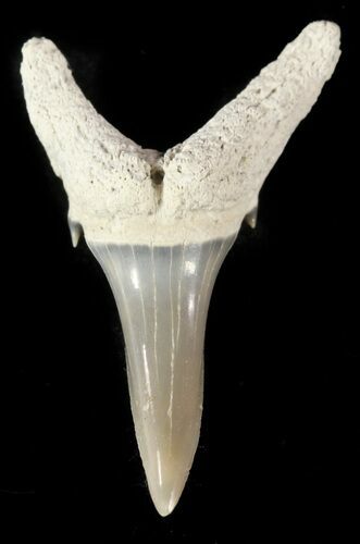 Fossil Sand Shark (Odontaspis) Tooth - Lee Creek, NC #47676